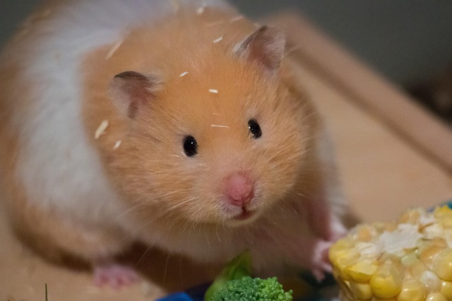 Niedlich, Klein, Mais, Goldhamster