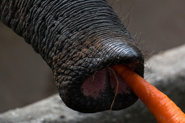 Natur, Tierwelt, Elefant, Rüssel