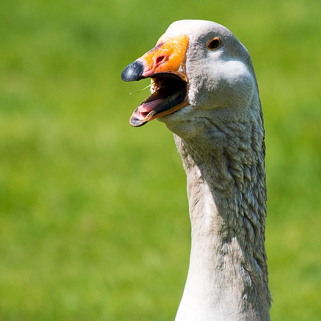 Vogel, Tierwelt, Natur, Schnabel, Tier