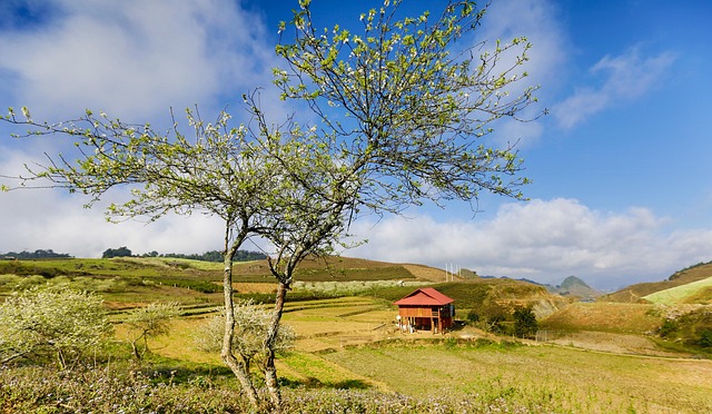 Free Tree Nature photo and picture