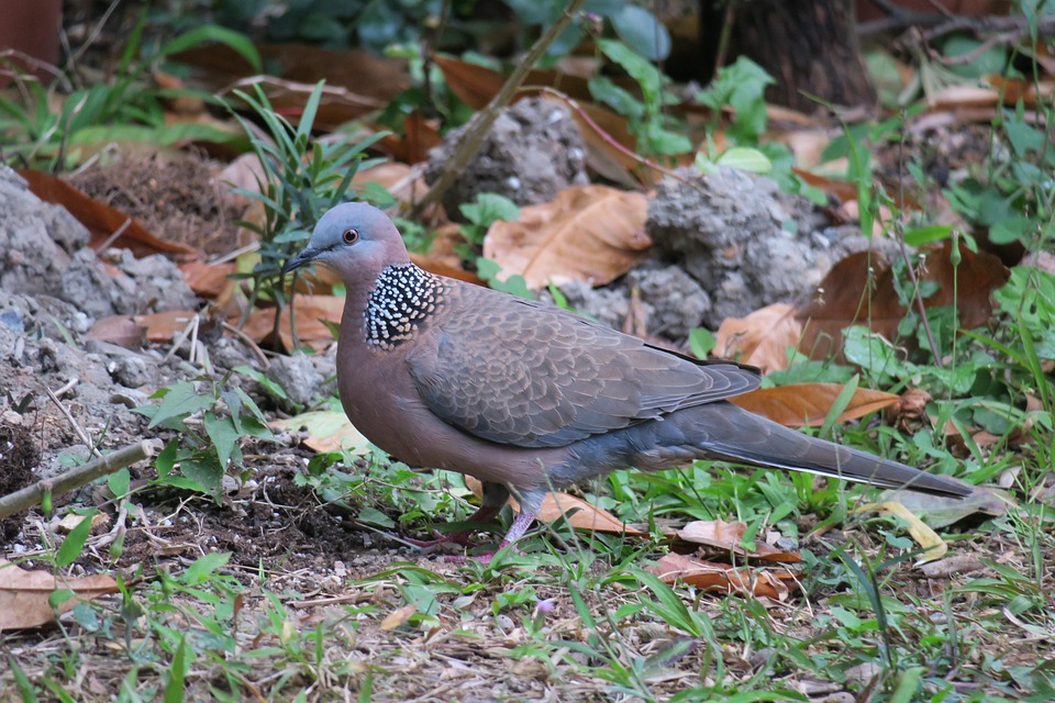Nature Bird Wildlife - Free photo on Pixabay