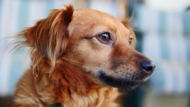 dog, cute, animal, pet, puppy, looking, relax, doggy, nature, sad, eyes, eye, adorable, beauty, brown, amazing, stunning, astounding, overwhelming, softness, soft, tender, brown relax, brown eye, brown puppy
