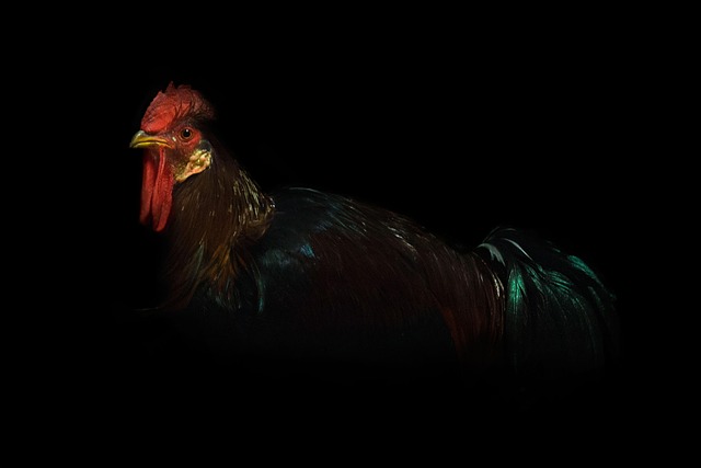 Vogel, Tierwelt, Natur, Porträt, Tier