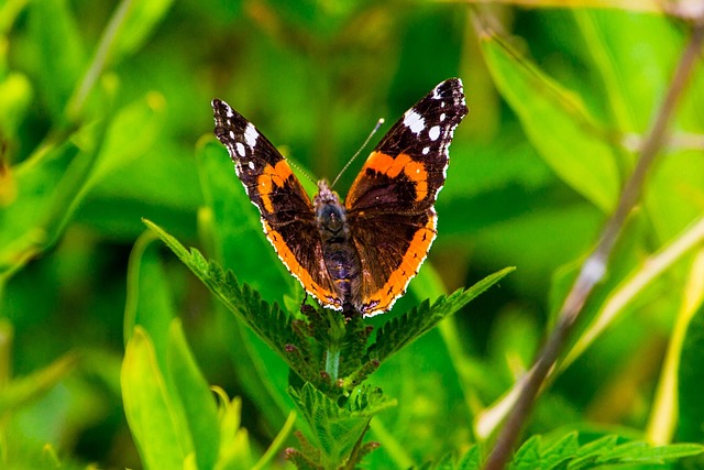 Naturaleza, Las Mariposas, Insecto