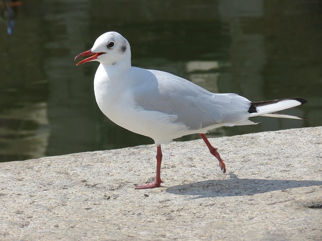 Free Bird Nature photo and picture