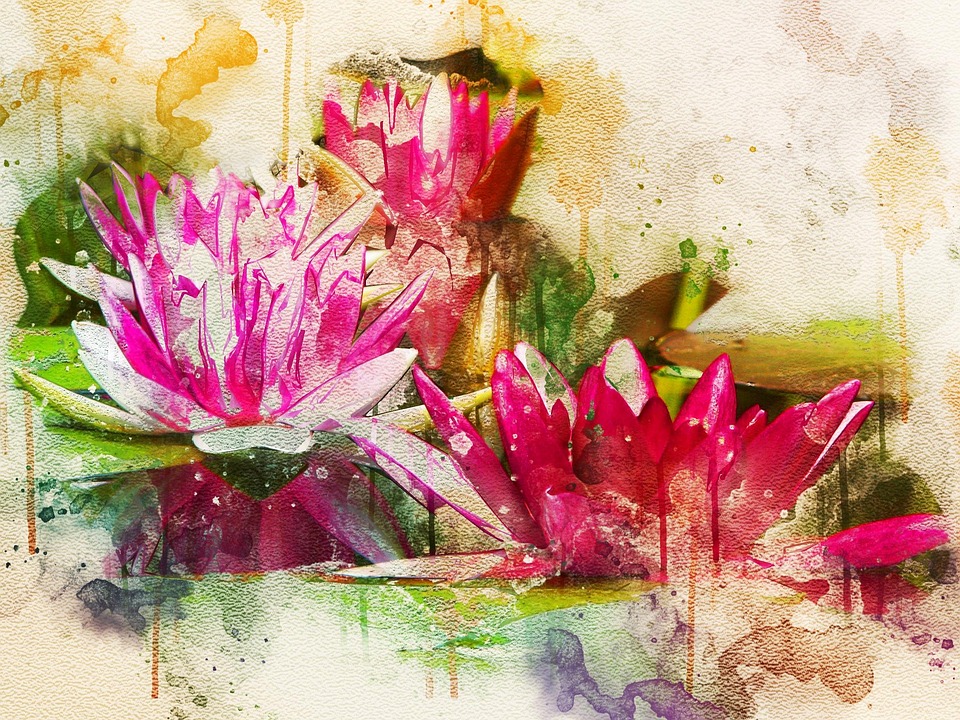 https://cdn.pixabay.com/photo/2018/02/18/19/51/waterlily-3163302_960_720.jpg