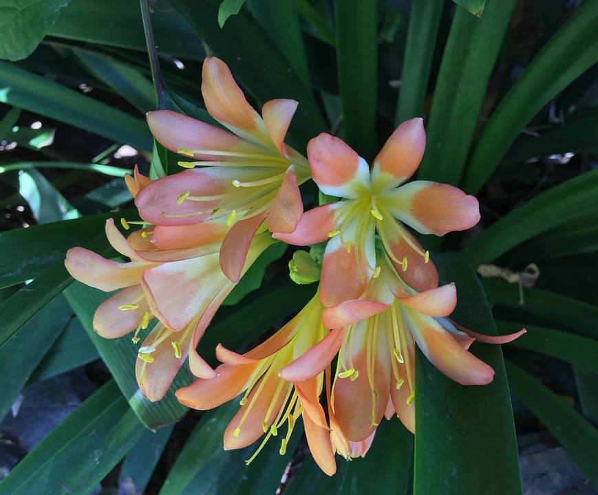 オレンジ色の花 オレンジ色の花びら 花 Pixabayの無料写真
