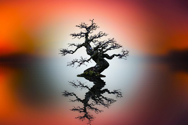 Atardecer, Árbol, Sol, Himmel, Exterior