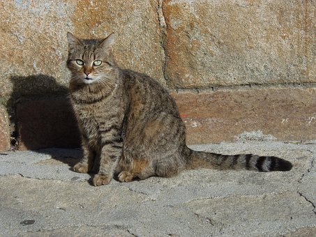 Kat, Tabby, Pause, Sol, Feline, Maskot