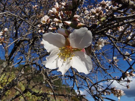 Træ, Blomst Tapet, Blomst, Afdeling