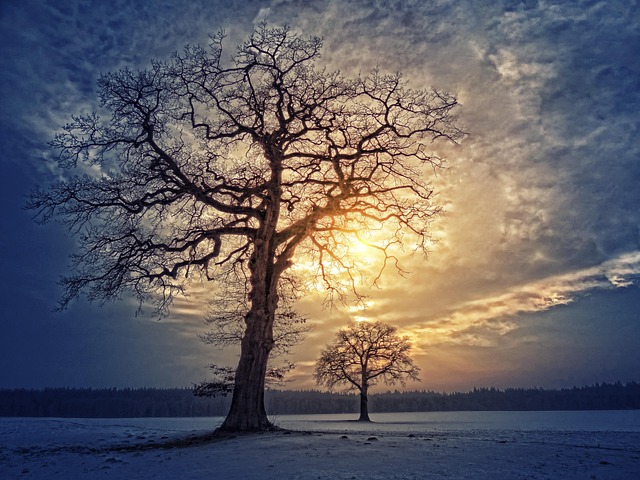 Download free HD stock image of Tree Nature Free Tree Nature photo and picture