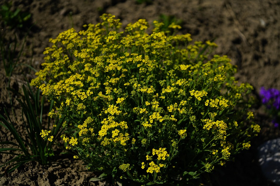 Bergsteinkraut Berggold Alyssum montanum