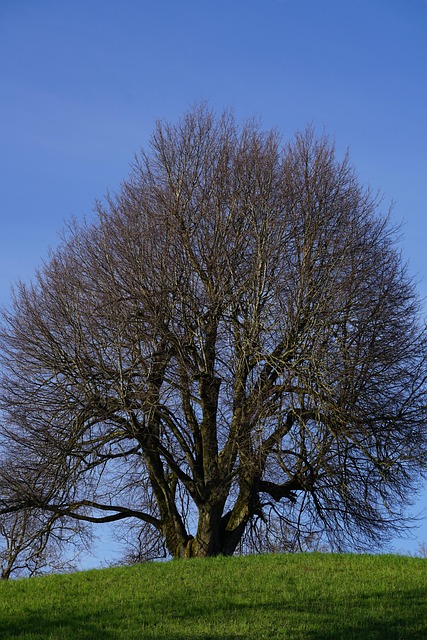 Free Tree Linden Tree photo and picture