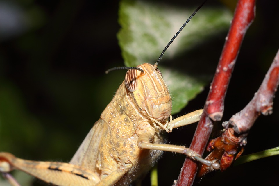 Insect Blacksmith Nature - Free photo on Pixabay
