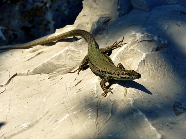 Natur, Krybdyr, Firben, Lizard
