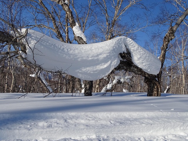 Forêt Congère Neige-Cap - Photo gratuite sur Pixabay - Pixabay