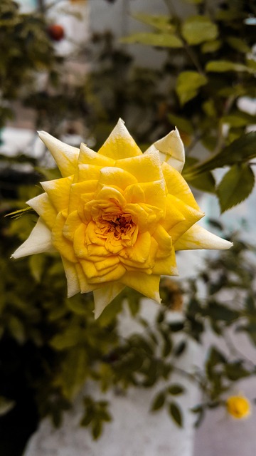 Free Nature Flower photo and picture