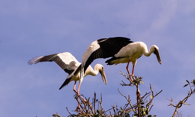 Free Bird Wildlife photo and picture