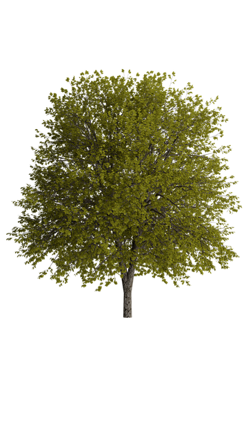 Normal Tree Image Download Tree, Nature, Natural. Royalty-Free Stock Illustration Image ...