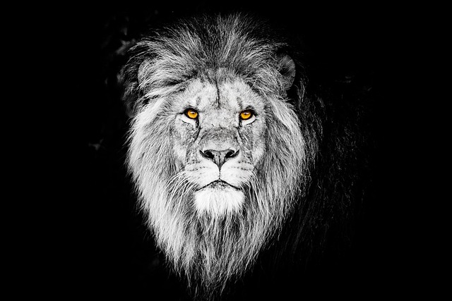 Retrato, Gato, Mamífero, Ninguna Persona