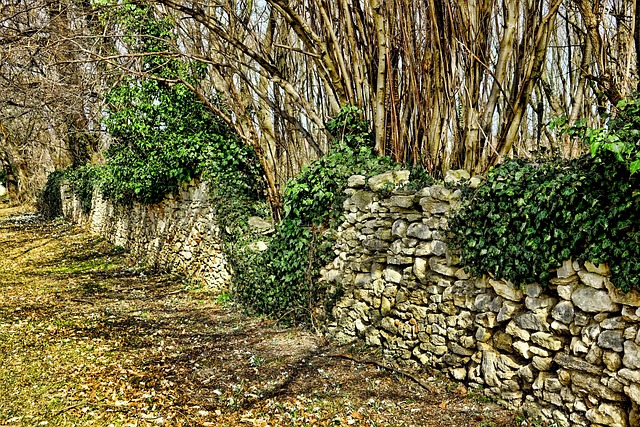 Natur, Stein, Steinmauer, Pflanze