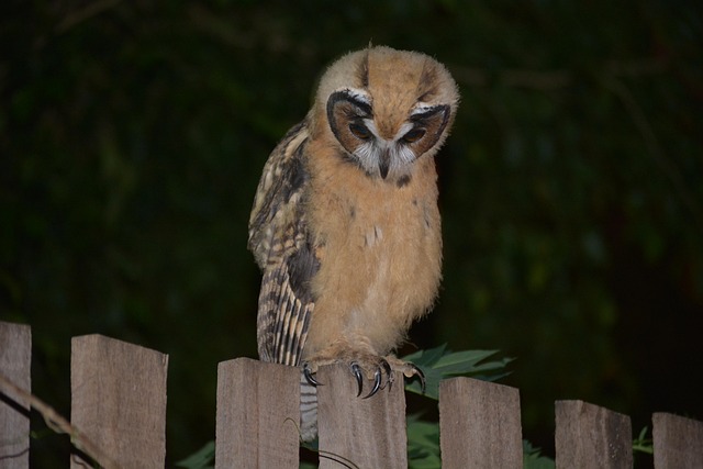 Free Wildlife Birds photo and picture