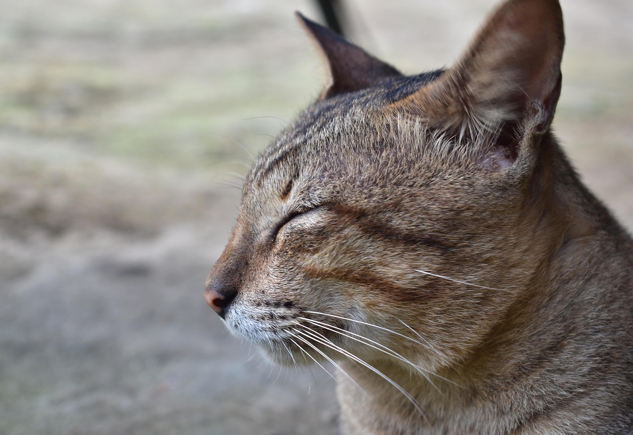 Cat - free online jigsaw puzzle photo
