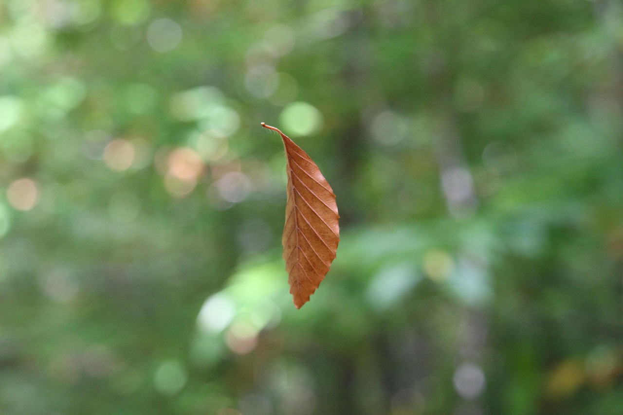 Suspended Leaf Nature Free photo on Pixabay