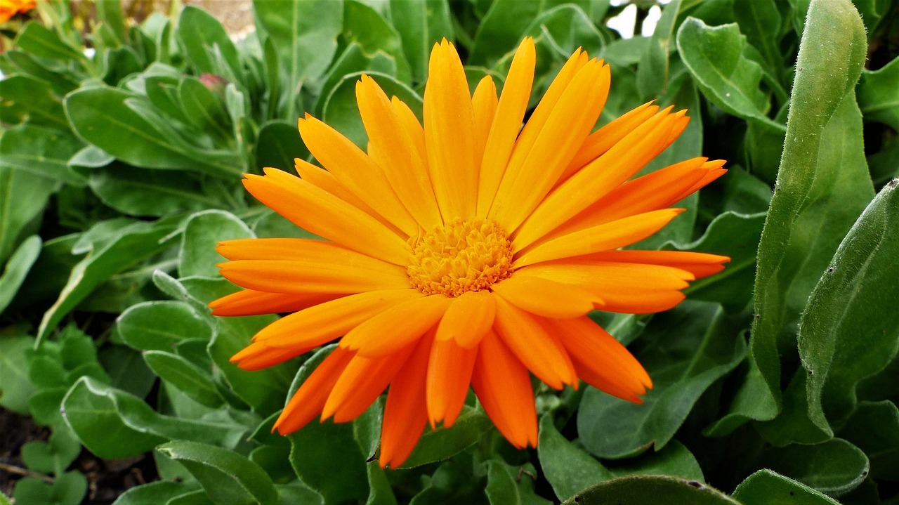 plant-3166958_1280.jpg