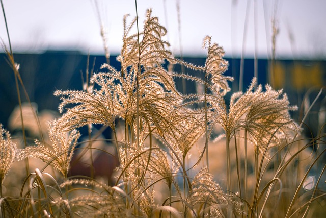 Natuur, Plant, Zomer, Seizoen, Gras