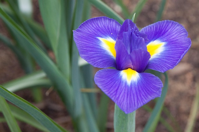 Free Nature Flora photo and picture