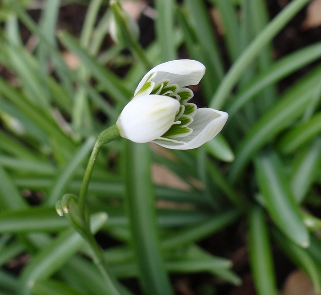 Free Nature Flora photo and picture