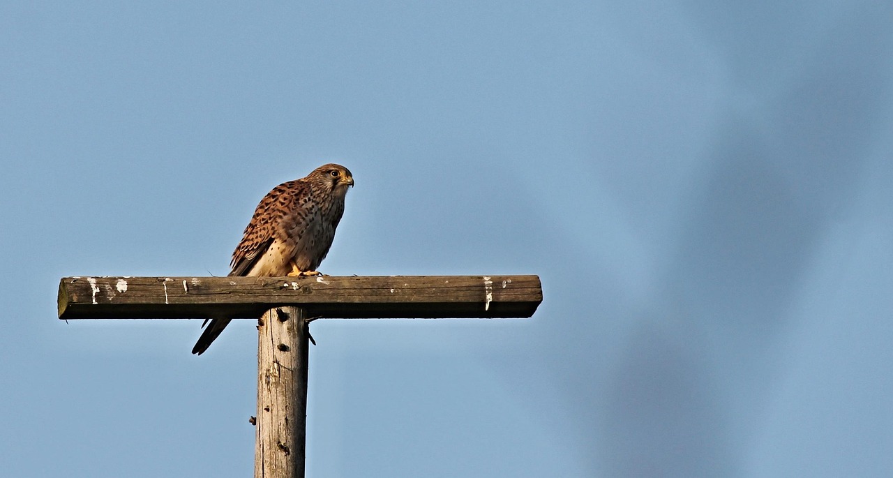 Kestrel Birds Of Prey Raptor - Free photo on Pixabay - Pixabay