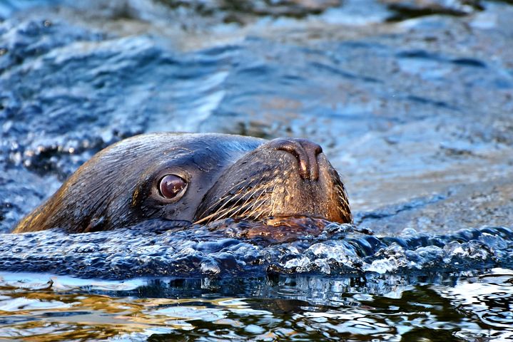 Mammifères Marins Photos - Téléchargez des images gratuites - Pixabay
