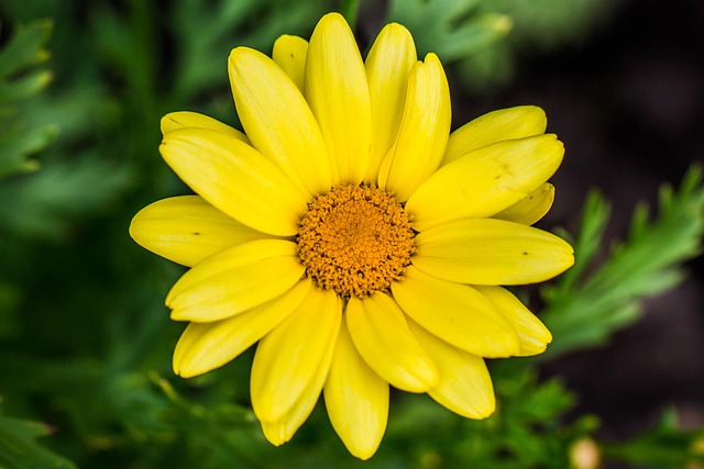 Naturaleza, Planta, Verano, Flor, Jardín