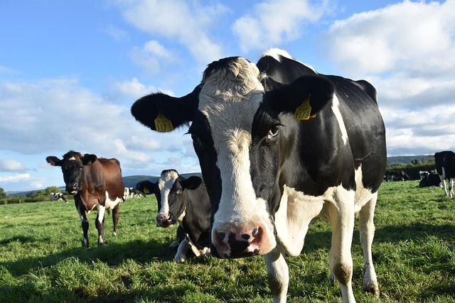 Free Cow Agriculture photo and picture