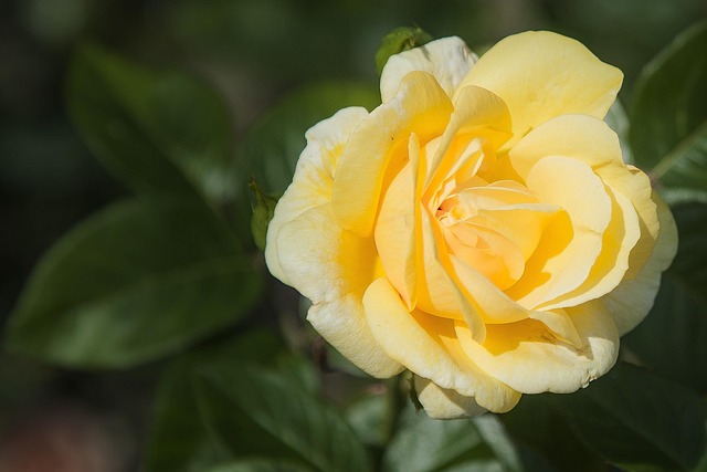 Plante, Blomst, Blomst Baggrund