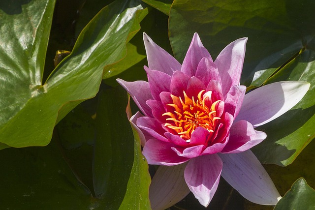 Plante, Blomst Tapet, Natur
