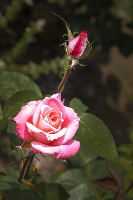 Plante, Natur, Blomst, Blomst Tapet