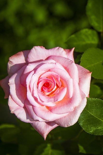 Plante, Natur, Blomst Baggrund