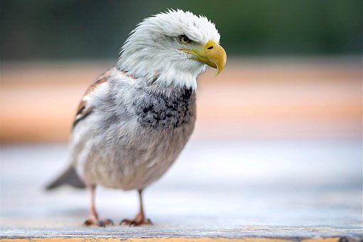 Free Composing Bird photo and picture