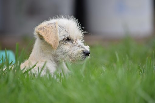Gress, Animalia, Natur, Vakker, Liten
