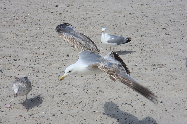 Vogel, Meer, Strand, Natur, Reise