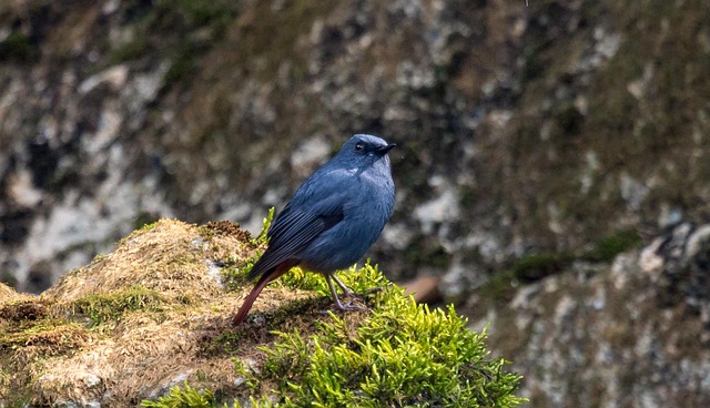 Free Nature Bird photo and picture
