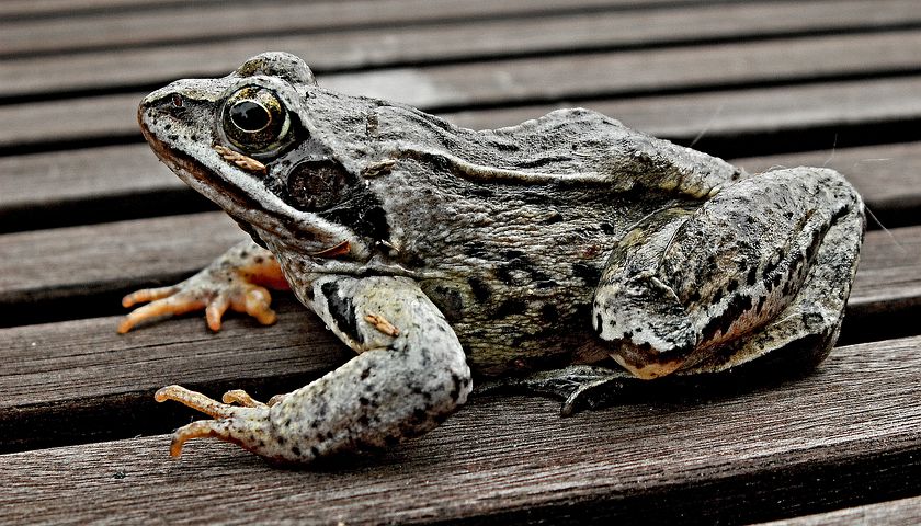 снимок картинки животных амфибий его