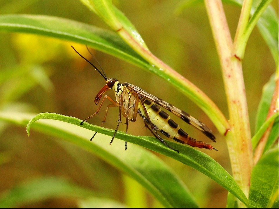 Out Site Insect Nature Insect Outside - Free photo on Pixabay
