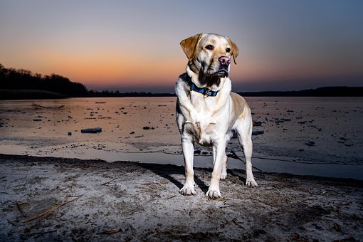 Free Dog Waters photo and picture