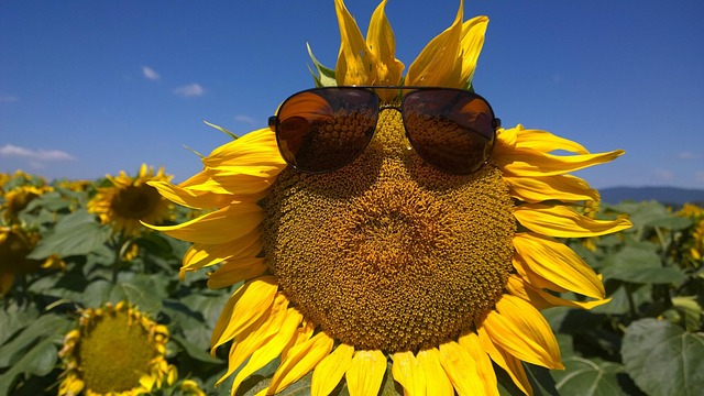 Free Sunflower Nature photo and picture