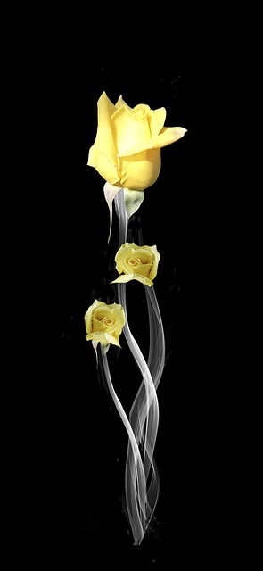 Free Smoke Roses photo and picture