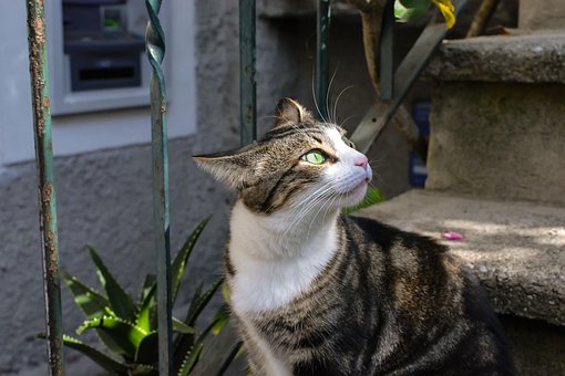 Portrait, Animal, Cat, Mammal, Cute